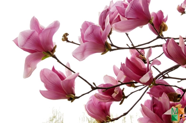 Tranh dán tường Hàn Quốc tại Hà Nội hoa mộc lan FW - 186